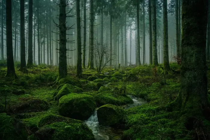 Haunted Forests in Indonesia Full of Mysteries & Mystical Stories That Will Make You Shiver